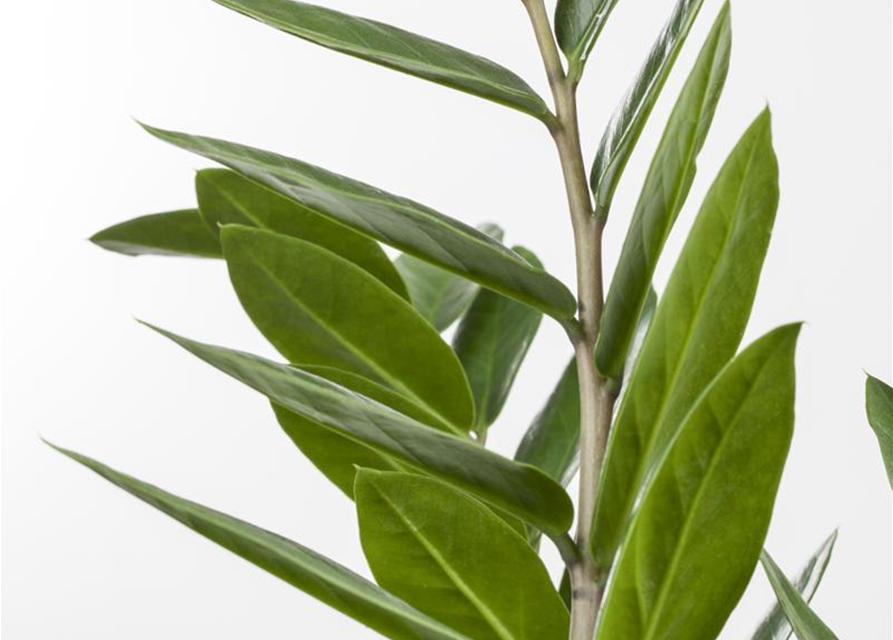 Zamioculcas zamiifolia Dowon