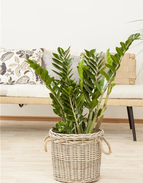 Zamioculcas zamiifolia Dowon