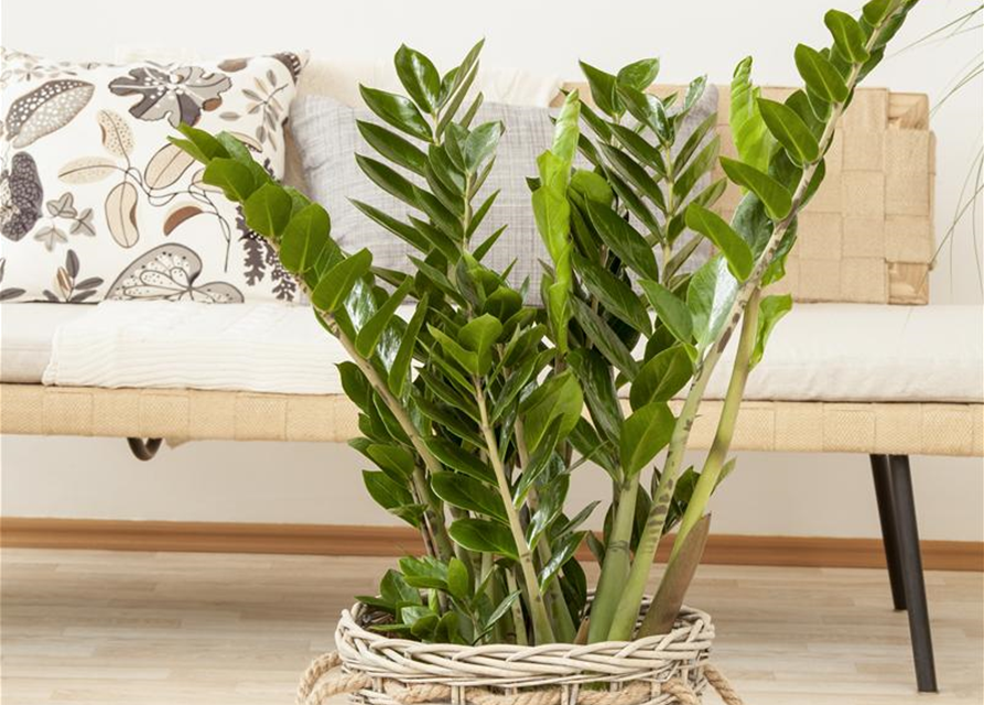 Zamioculcas zamiifolia Dowon