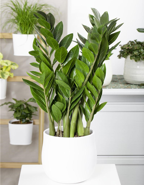 Zamioculcas zamiifolia Dowon