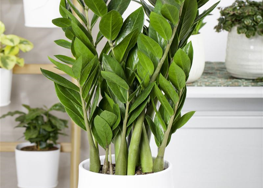 Zamioculcas zamiifolia Dowon