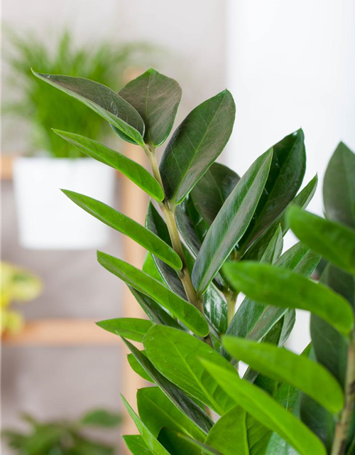 Zamioculcas zamiifolia Dowon