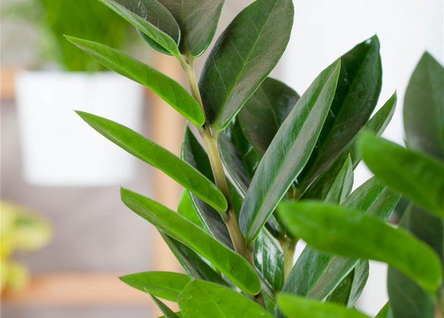 Zamioculcas zamiifolia Dowon