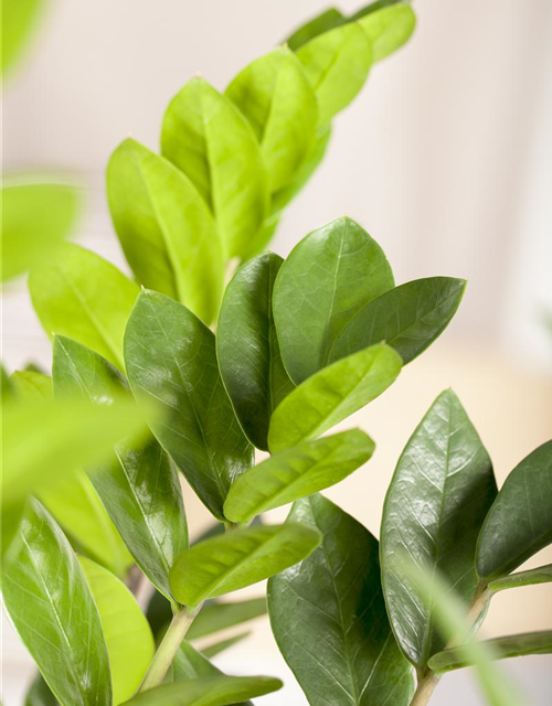 Zamioculcas zamiifolia Dowon