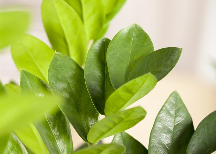 Zamioculcas zamiifolia Dowon