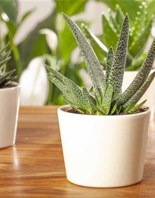 Gasteria Aurora