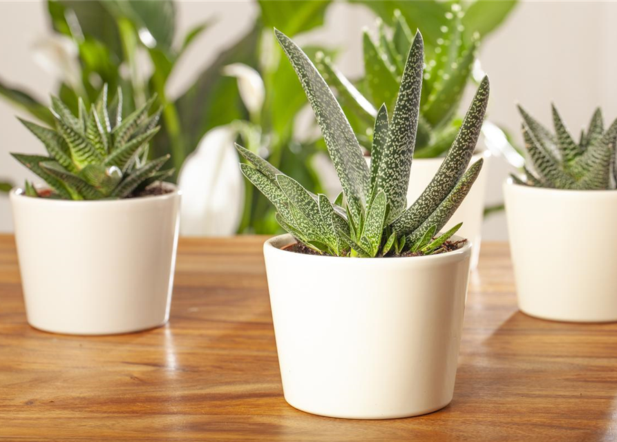 Gasteria Aurora