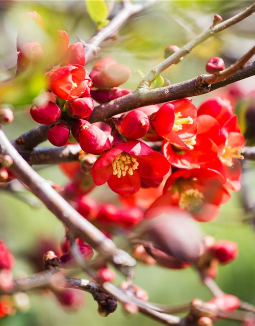 Chaenomeles japonica Cido