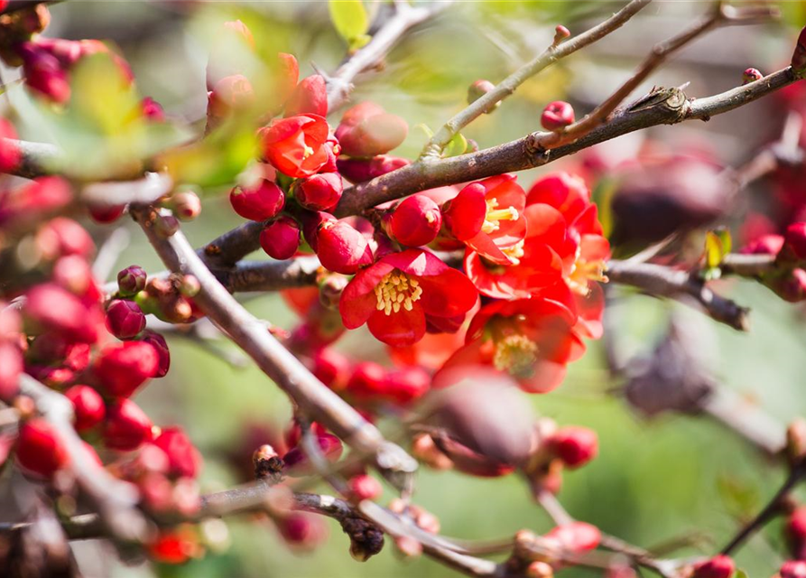 Chaenomeles japonica Cido