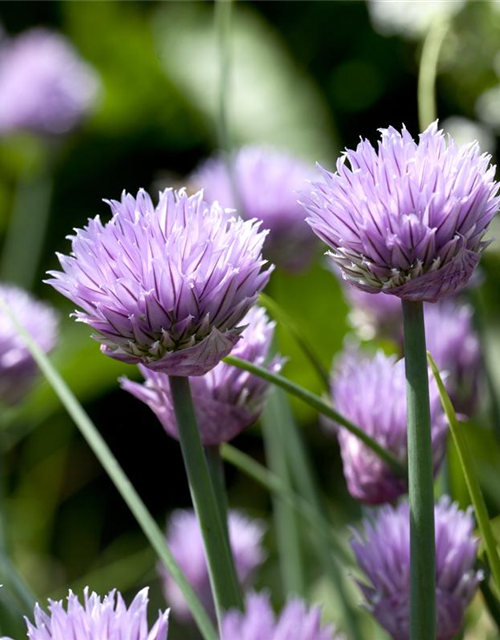 Allium schoenoprasum Rising Star