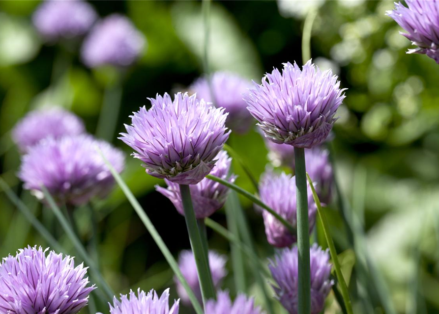 Allium schoenoprasum Rising Star