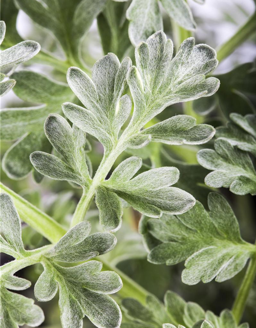 Artemisia absinthium