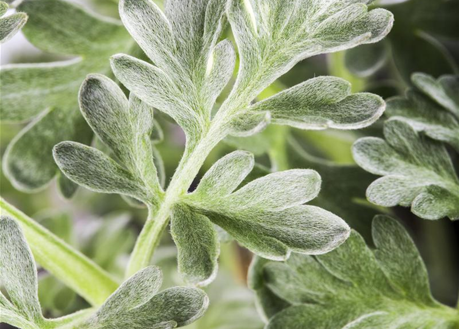 Artemisia absinthium
