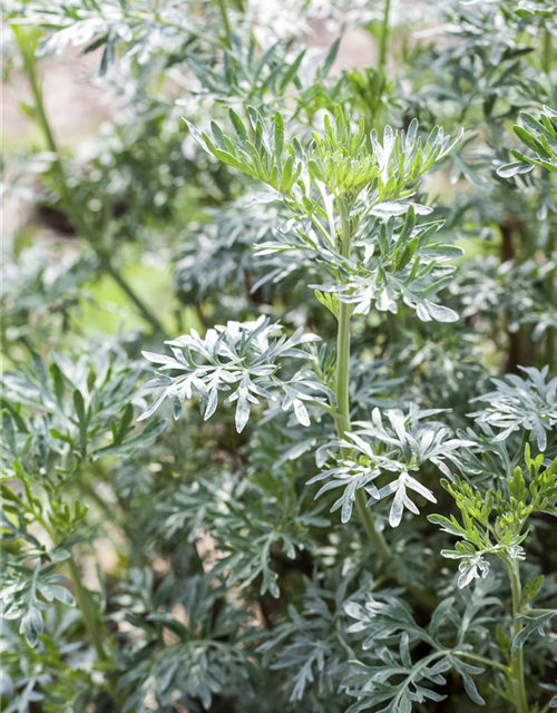 Artemisia absinthium