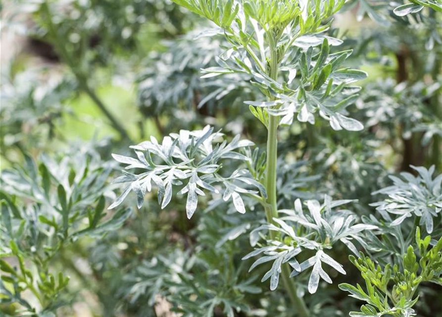 Artemisia absinthium