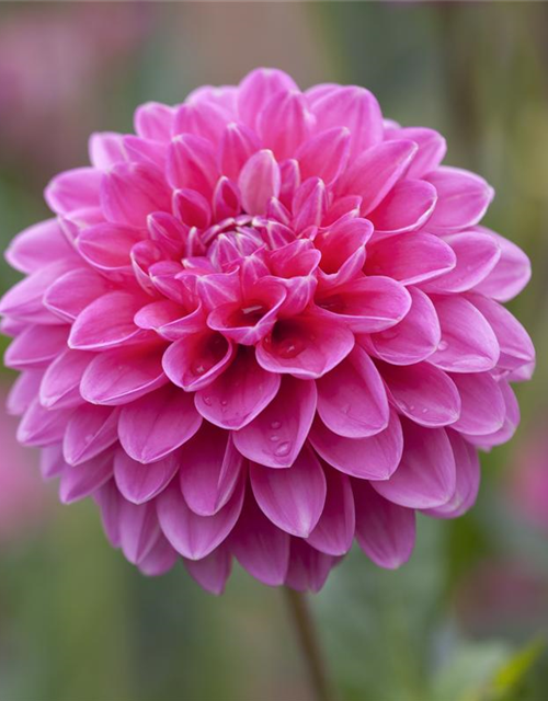 Dahlia Hybriden Gallery