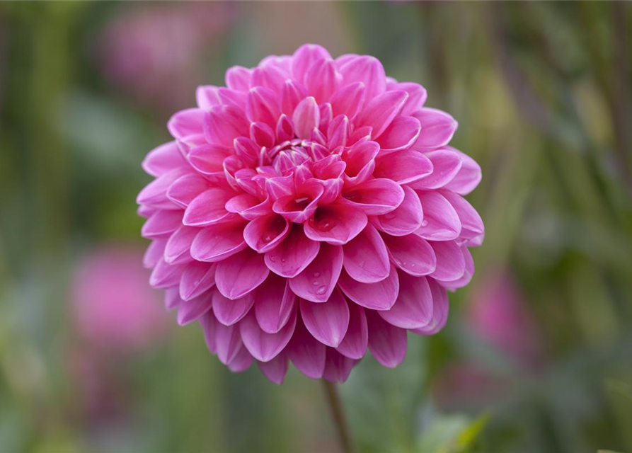 Dahlia Hybriden Gallery