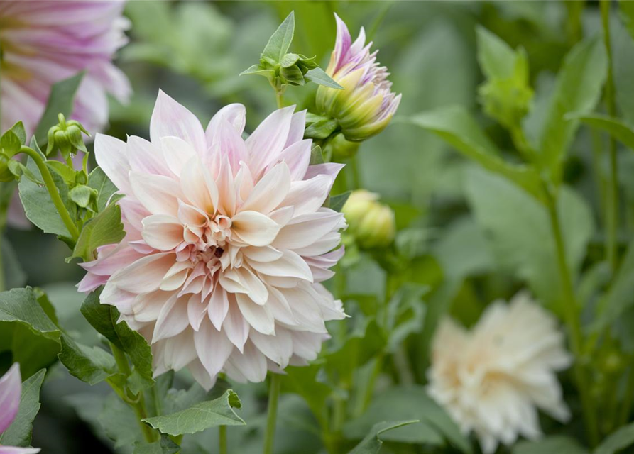 Dahlia Hybriden Gallery