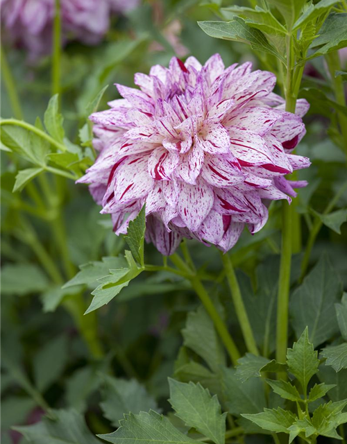 Dahlia Hybriden Gallery