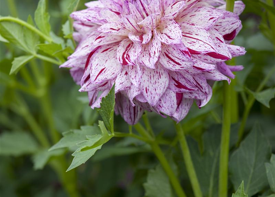 Dahlia Hybriden Gallery
