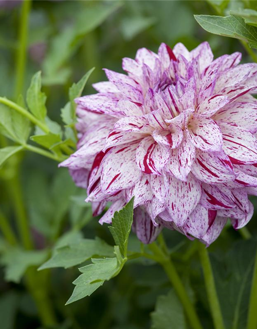 Dahlia Hybriden Gallery