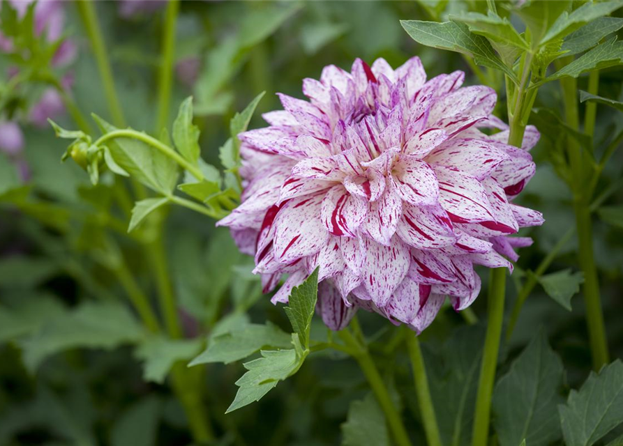 Dahlia Hybriden Gallery