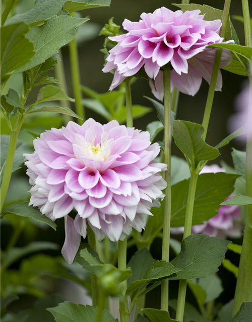 Dahlia Hybriden Gallery