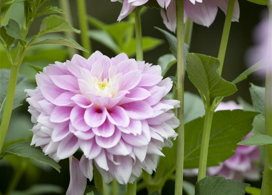 Dahlia Hybriden Gallery