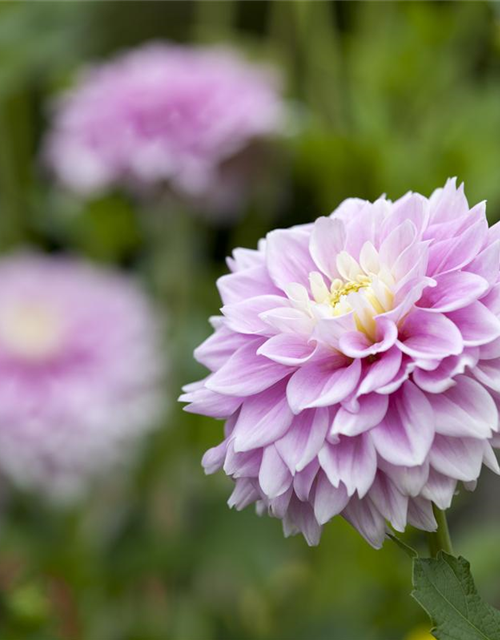 Dahlia Hybriden Gallery