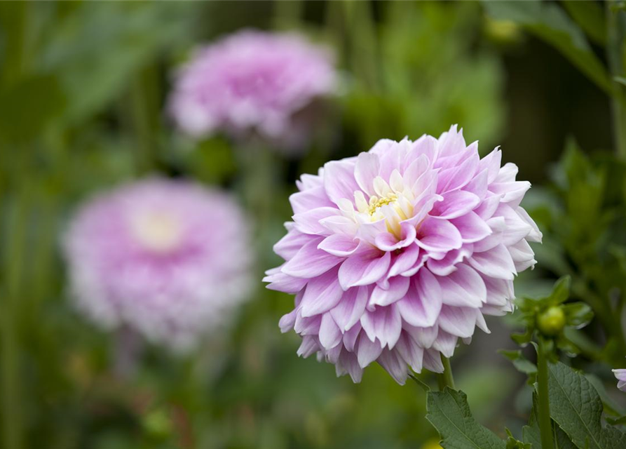 Dahlia Hybriden Gallery