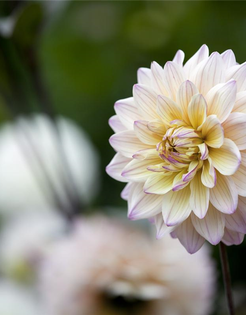 Dahlia Hybriden Gallery
