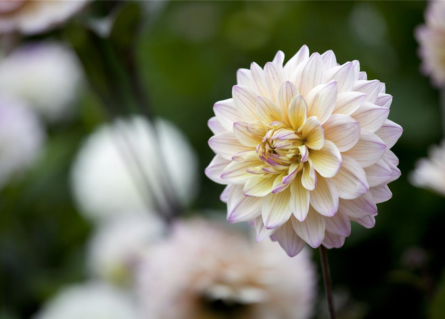 Dahlia Hybriden Gallery