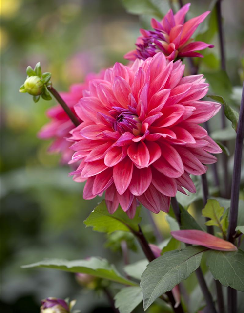 Dahlia Hybriden Gallery