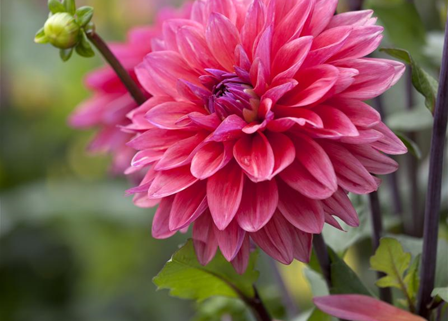 Dahlia Hybriden Gallery