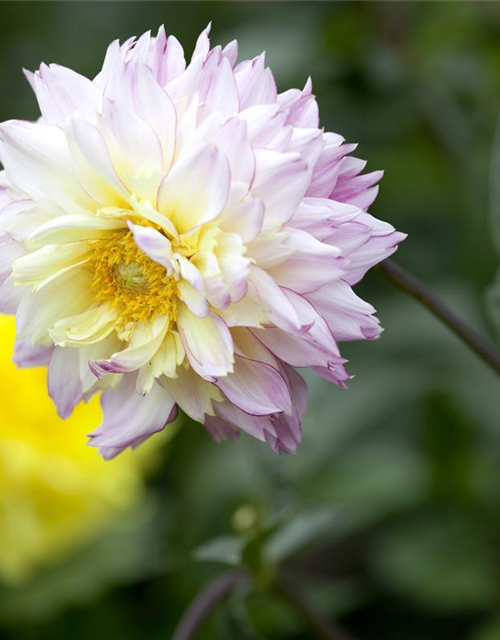 Dahlia Hybriden Gallery