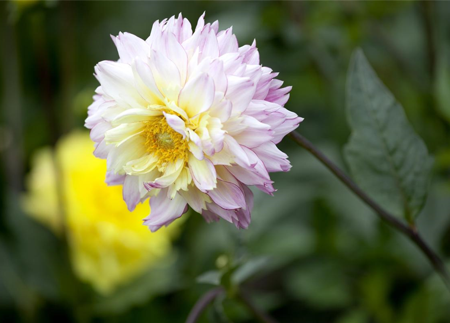 Dahlia Hybriden Gallery