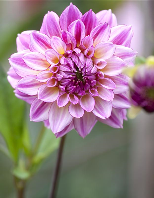Dahlia Hybriden Gallery