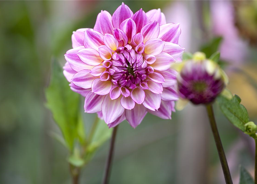 Dahlia Hybriden Gallery