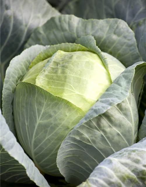 Brassica oleracea