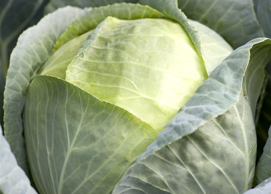 Brassica oleracea