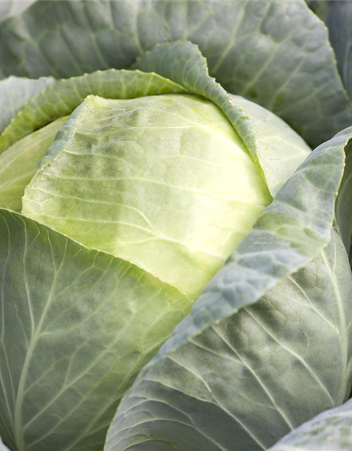 Brassica oleracea