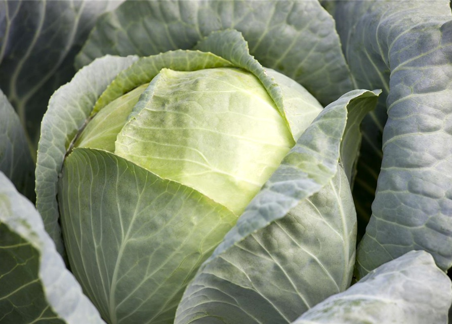 Brassica oleracea