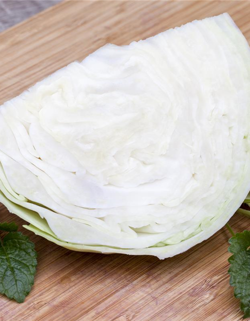 Brassica oleracea