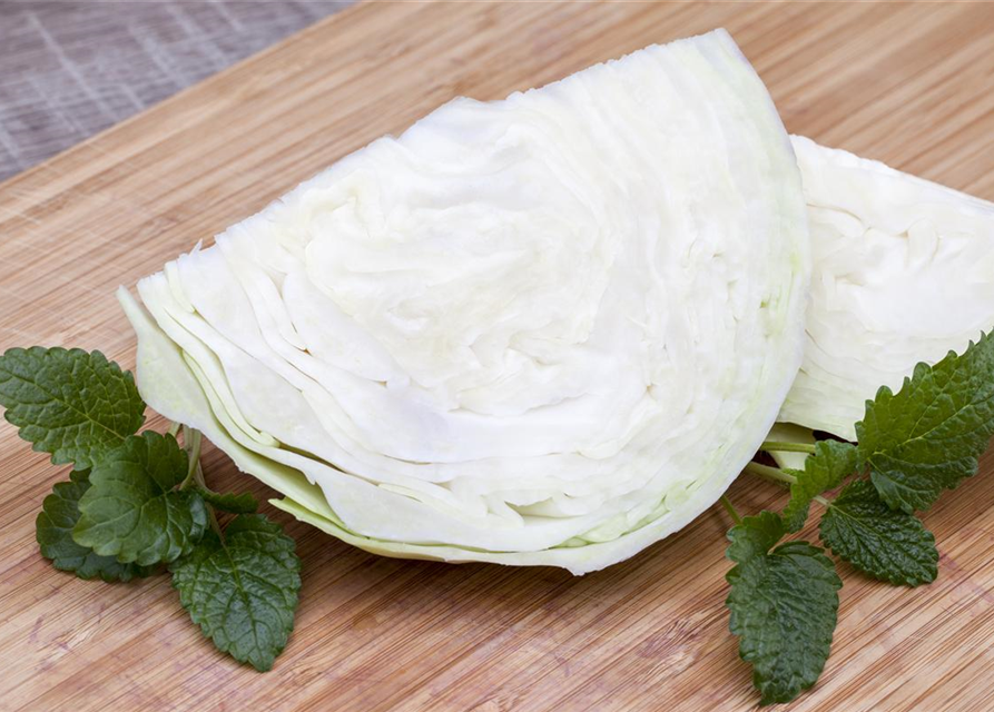 Brassica oleracea