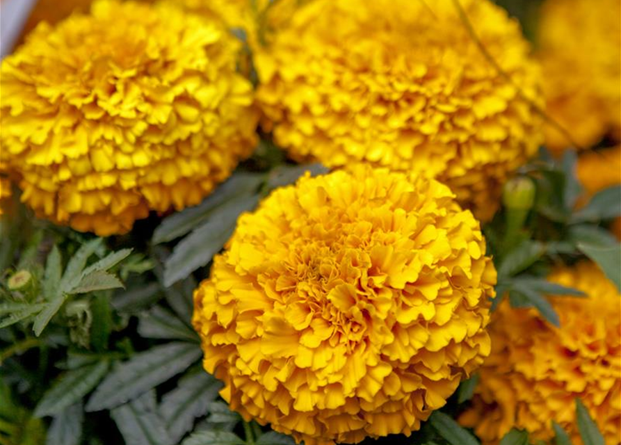 Tagetes patula Hero Orange