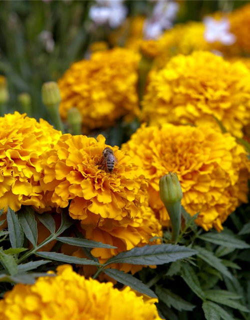 Tagetes patula Hero Orange