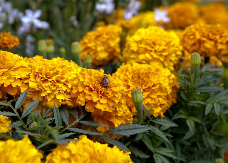 Tagetes patula Hero Orange