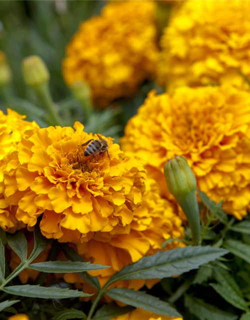 Tagetes patula Hero Orange