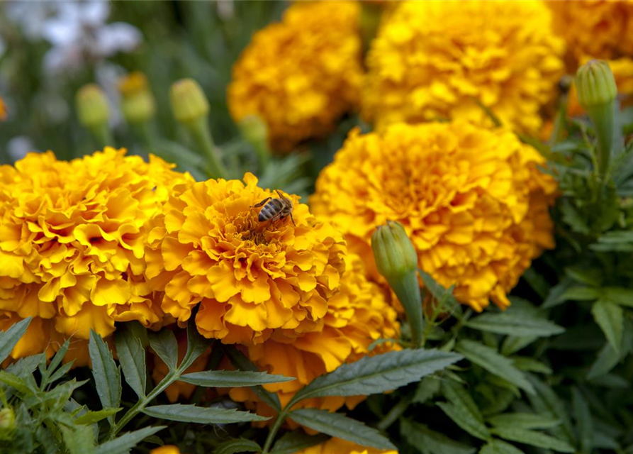 Tagetes patula Hero Orange