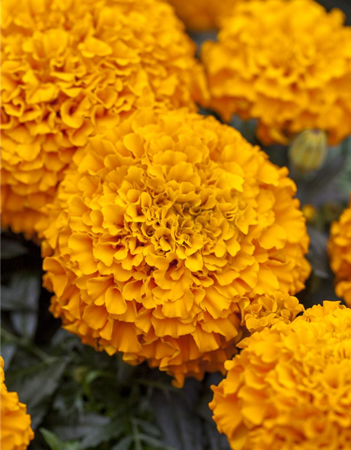 Tagetes patula Hero Orange